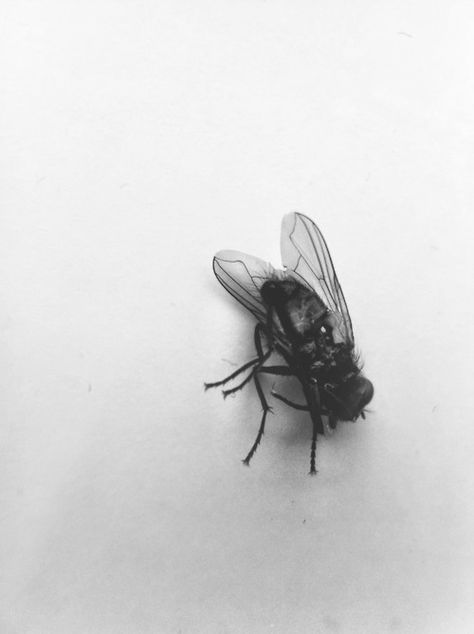 Bioshock, Dolores Abernathy, Minimalist Phone, Shoo Fly, Fly On The Wall, Lord Of The Flies, Creepy Crawlies, Animal Photography, Animal Pictures