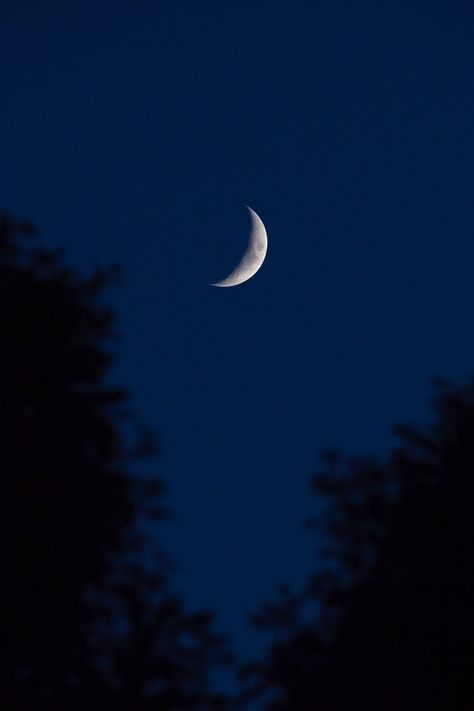 Crescent Moon Between Trees photo by Andy Holmes (@andyjh07) on Unsplash Nature, Cresent Moon, Amoled Wallpapers, The Moon Is Beautiful, Look At The Moon, Moon Pictures, Celtic Tree, Moon Photography, Moon Lovers