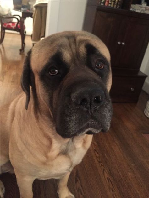 And they know what look to give you when they want something from you. Bull Mastiff Puppies, English Mastiff Dog, English Mastiff Puppies, Mastiff Puppies, Disabled Dog, Mastiff Dogs, Dog Whistle, Bully Dog, English Mastiff