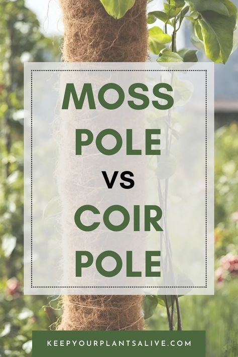 Debating between moss pole vs coir pole for your climbing plants? Discover the best choice for your indoor garden with our comprehensive comparison guide! Diy Plant Support Pole, How To Make A Moss Pole For Plants, Self Watering Moss Pole Diy, How To Make A Moss Pole, Moss Poles For Plants, Pothos Moss Pole, Moss Pole Diy, Moss Pole Monstera, Diy Moss Pole