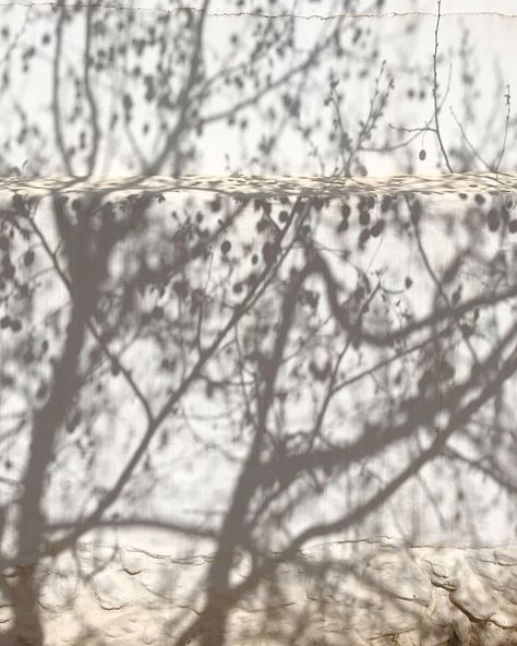 Social Aesthetic, Kids Village, Shadow Tree, Shadow Shadow, Shadow Photography, Light Shadow, Shadow Art, Mood Light, Flowers Nature