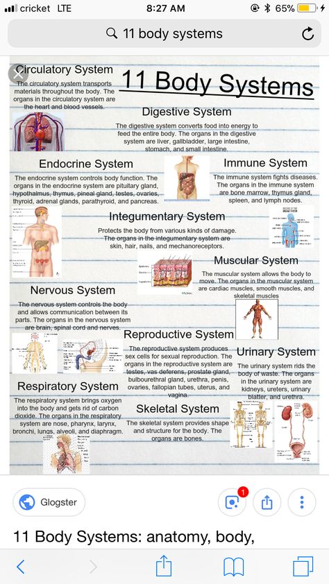 The Body Systems, Sistem Saraf, Medical Assistant Student, Basic Anatomy, Student Tips, Basic Anatomy And Physiology, Nurse Study Notes, Nursing Student Tips, Medical Student Study