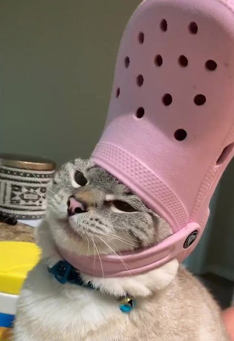 His Holiness The Pope: Pets With Crocs Hats - I Can Has Cheezburger? Gatos Cool, Gatto Carino, Cute Cat Memes, Koci Humor, Funny Cat Wallpaper, Haiwan Lucu, Cute Animal Memes, Cat Post, Meme Gato