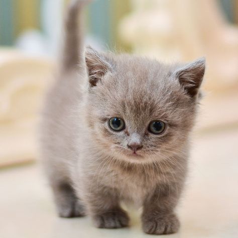 Estos gatitos de patas cortas son preciosos, pero es necesario que conozcas varias particularidades sobre ellos antes de decidirte a tener uno (problemas de salud, longevidad, cómo cuidarlos, etc). Baby Cats, Gato Munchkin, Munchkin Kitten, Munchkin Cat, Gorgeous Cats, Funny Cute Cats, Cute Cats And Dogs, Cute Little Animals, Beautiful Cats