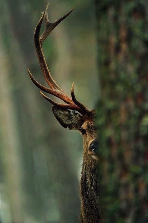 . Ren Geyiği, Deer Photography, Wild Animals Photography, Photo Animaliere, Deer Photos, Wildlife Art, Animal Planet, Forest Animals, Nature Animals
