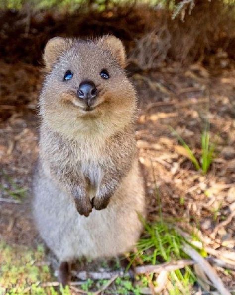 Animal Fun Facts, Quokka Animal, Smiling Animals, Animal Fun, Animale Rare, Baby Animals Pictures, Super Cute Animals, 웃긴 사진, Australian Animals