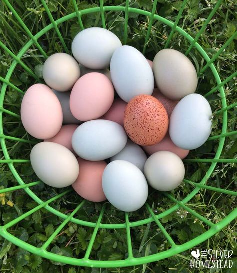 The Easiest Chicken Breed: Easter Eggers - Silver Homestead Easter Egger Chicken Eggs, Easter Eggers Eggs, Easter Egger Chicken, Easter Eggers, Day Old Chicks, Fancy Chickens, Craft Shed, Colored Eggs, Easter Chicken