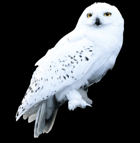 All the times Hedwig proved she was the queen of sass | Wizarding World Harry Potter Tattoos, Harry Potter Creatures, Harry Potter House Quiz, Owl Background, Harry Potter Owl, Harry Potter Hedwig, Harry Potter Tattoo, Harry Potter Houses, Beautiful Owl