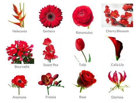 Cheat Sheets to Spring Wedding Flowers - WeddingPlanner.co.uk Red Spring Flowers, Wedding Flowers List, Flowers List, Bridal Bouquet Red, Flower List, Bright Red Flowers, Christmas Wedding Themes, Nature Reference, Red Weddings