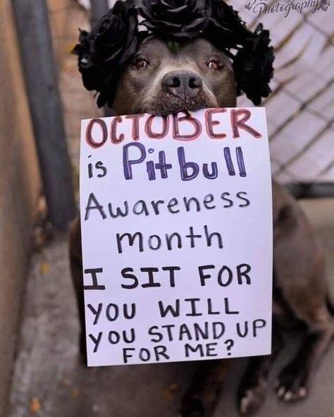 pitbullbreed#pitbullife#pitbullsandparolees#pitbullgram#pitbully#pitbullove#pitbullpup#pitbullblue#pitbullfans#pitbullproud#bluepitbull#pitbullsociety#pitbullofficial#pitbullrednose#lovepitbulls#xxlpitbull#pitbullsofficial#pitbullfamily#pitbullworld#pitbullsofinstagram#whitepitbull#pitbullpride#bullypitbull#pitbullnation#pitbullinstagram#pitbullgram Best Family Dog, Best Family Dog Breeds, Pitbull Awareness Month, Pitbull Facts, Family Dogs Breeds, Nanny Dog, Best Dogs For Families, Earth Illustration, Dog Girl