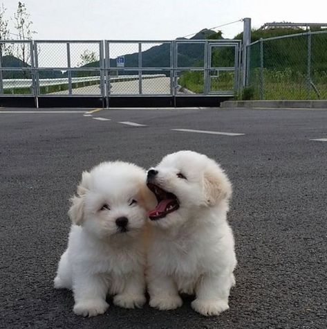 Cute Dogs Pics, Super Cute Dogs, Super Cute Puppies, Cute Animals Puppies, Cute Puppy Pictures, Cute Dogs Breeds, Really Cute Dogs, Cute Dog Pictures, Cute Little Puppies