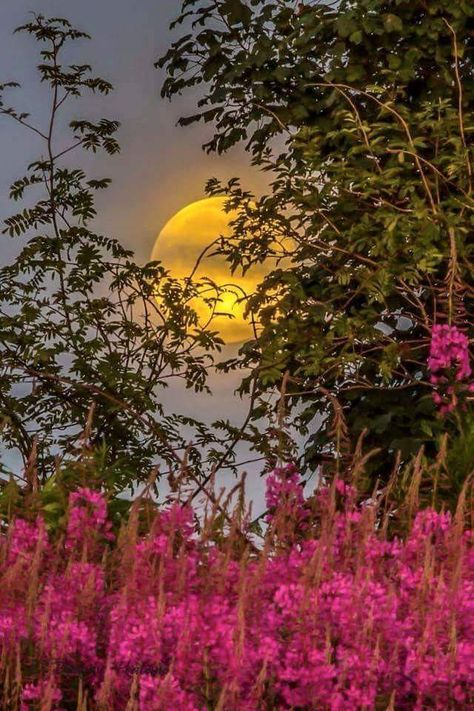Good Morning Beautiful Pictures, Good Morning Photos, Haruki Murakami, Good Morning Picture, Beautiful Moon, Morning Flowers, Beautiful Sunrise, Morning Pictures, Good Morning Good Night
