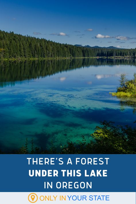 If you're looking for a beautiful day trip destination where you are immersed in nature, head to this Oregon gem. In Willamette National Forest, Clear Lake is cold, clear, and a popular scuba diving spot with petrified trees under the surface. You don't need to dive to see the trees, though. | Best Day Trips | Nature Adventures | Outdoors | Summer Travel Oregon Travel, Clear Lake Oregon, Oregon Scenery, Vacation Checklist, Beautiful Oregon, Petrified Forest, Beautiful Hikes, Under The Surface, Clear Lake