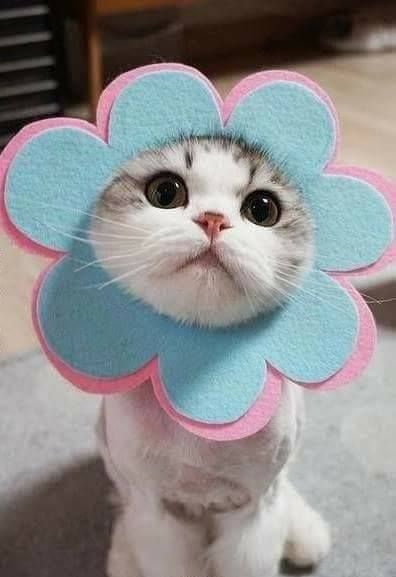 National Dress, Pet Day, Your Pet, A Cat, Dress Up, Pet, Blue