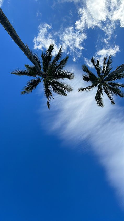 blue skies + palm trees Palm Trees Blue Sky, Miami Beach Aesthetic, Palm Trees Aesthetic, Miami Wallpaper, Palm Tree Wallpaper, Palm Tree Background, Sunset Palm Trees, Blue Sky Wallpaper, Palm Trees Wallpaper