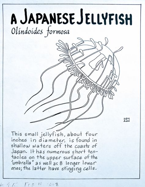 A Japanese Jellyfish (Olindoides formosa) Types Of Jellyfish Poster, Jellyfish Information, Japanese Jellyfish, Ocean Diagram, Types Of Jellyfish, Oceanography Marine Biology, Jellyfish Species, Marine Poster, Sea Jellies