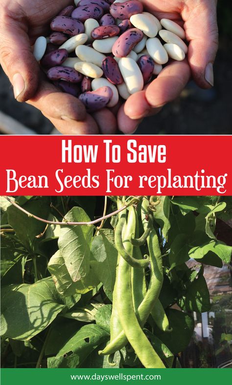 Saving Seeds From Vegetables, Preserving Green Beans, Green Bean Seeds, Growing Green Beans, Growing Vegetables In Pots, Pioneer Women, Bean Plant, Runner Beans, Vegetable Garden Diy