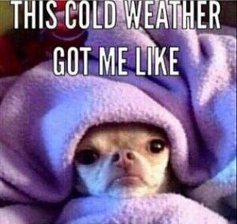 Humour, Funny Cold Weather Quotes, Winter Cold Quotes, Cold Humor, Cold Weather Funny, Cold Weather Memes, Cold Weather Quotes, Cold Quotes, Cold Images