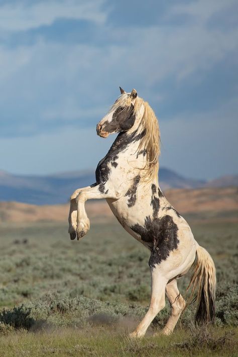 Wild Stallion, Wild Horse Pictures, Wild Horses Mustangs, Wild Horses Running, Wild Horses Photography, Cody Wyoming, Cai Sălbatici, Beautiful Horses Photography, Cute Horse Pictures