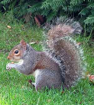 What Do Squirrels Eat, Feeding Squirrels, Squirrel Food, Eastern Gray Squirrel, Squirrel Feeders, Squirrel Proof Bird Feeders, Grey Squirrel, Squirrel Pictures, Squirrel Feeder