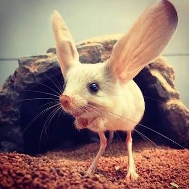 The Only Mammals that are Bipedal | Owlcation Rare Animals, Long Eared Jerboa, Bizarre Animals, Regnul Animal, Matka Natura, Animale Rare, Interesting Animals, Unusual Animals, Animal Crackers