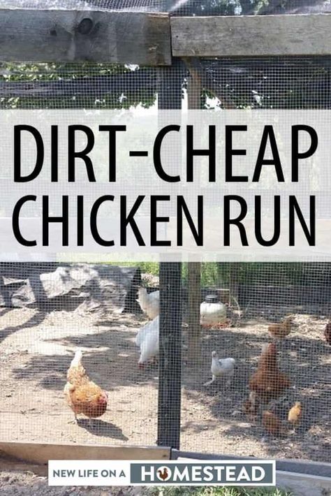 You can make your own chicken run out of dirt-cheap materials, some of which are probably lying around your back yard right now. Photos and videos included. #nloah #chickens #chickenrun #diy Cheap Chicken Run Ideas, Farm Baby Nursery, Easy Chicken Run, Diy Chicken Run Cheap, Decorating Backyard, Building A Chicken Run, Chicken Enclosure, Farm Landscaping, Chicken Aesthetic