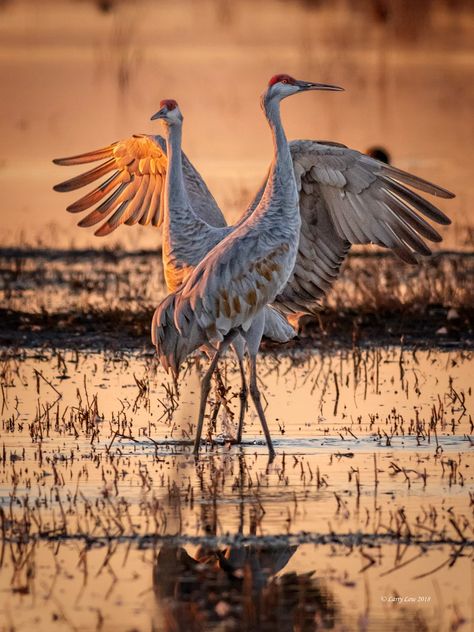 Galéria umenia – Lodi Sandhill Crane Association Grape Festival, Sandhill Cranes, Sandhill Crane, Bird Carving, Watercolor Paintings Easy, Easy Watercolor, Wave Design, Wood Bridge, Sunset Photos