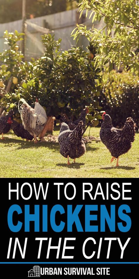 Chickens are the most common livestock raised by preppers, regardless of where they live. This dual-purpose livestock bolsters the amount of protein and nutrient-rich food the prepper family can cultivate during a long-term disaster. #urbansurvivalsite #urbanhomesteading #raisingchickens #keepingchickens #homesteading Buckeye Chicken, Chickens In The City, Prepper Skills, Farm Chickens, Chicken Care, Shtf Preparedness, How To Raise Chickens, Types Of Chickens, Chicken Keeping