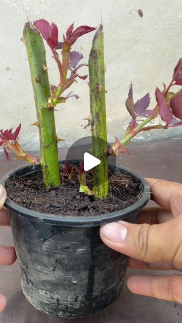 Rose Flower Plant, How To Take Cuttings From Plants, Rose Planting Ideas How To Grow, Plant Outdoor Ideas, Plant Growing Ideas, What To Plant With Roses, Flower Plants For Home, Miracle Grow Diy, How To Plant Roses