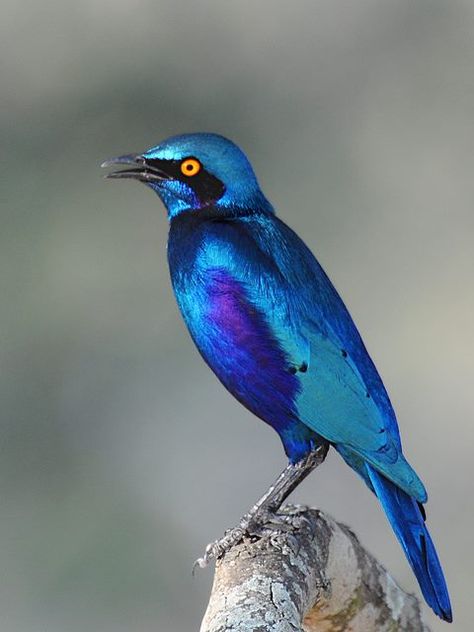 Greater Blue-eared Glossy-starling (Lamprotornis chalybaeus) in South Africa by Isidro Vila Verde. Starling, Most Beautiful Birds, Haiwan Peliharaan, Nature Birds, All Birds, Bird Pictures, Exotic Birds, Pretty Birds, Wildlife Animals