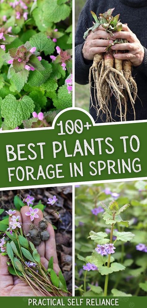 Explore 100+ best plants & mushrooms to forage in spring within our spring foraging edible plants guide. This comprehensive list extends beyond common finds like dandelions, including wild mushrooms, asparagus, ramps, and more. Perfect for expanding your foraging skills and discovering new edible treasures. Find more foraging edible wild plants, wild food foraging, and edible wild plants of North America at practicalselfreliance.com. Spring Foraging, Highbush Cranberry, Plants Guide, Food Foraging, Marsh Marigold, Chicken Of The Woods, Wild Food Foraging, Dandelion Leaves, Edible Wild Plants