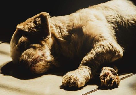 8 Spiritual Meanings When Dreaming Of A Dead Dog Loyalty Symbol, Dead Dog, Dog Died, Dream World, Lose Something, Dog Biting, Spiritual Meaning, Soothing Colors, White Dogs