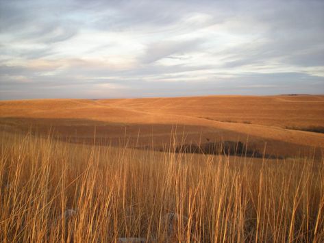 Steppe: a large area of flat unforested grassland in southeastern Europe or Siberia. Ecology, Nature, Plains Landscape, Eurasian Steppe, Education Ideas, Literature Art, The Secret History, The Way Home, Landscape Photos