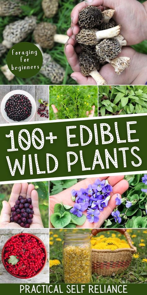 all kinds of edible wild plants: morel mushrooms, chokecherries, wild chamomile, wild ramps, serviceberry, wild violets, dandelion flowers Essen, Wild Plants You Can Eat, Florida Foraging Edible Plants, Wild Herbs Edible Plants, Foraging Your Backyard, Foraging In Indiana, Grow Forage Cook Ferment, Foraging In Arkansas, Edible Plants Wild