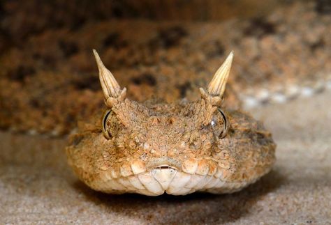 Desert Horned VIper... hehe looks like a little devil: Snakes Reptiles, Horned Viper, Snake Demon, Danger Noodle, Viper Snake, Cool Snakes, Snake Venom, Reptile Snakes, Beautiful Snakes, Baby Crying