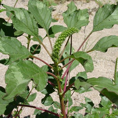 Amaranthus palmeri - Carelessweed, Palmer Amaranth, Palmer's Amaranth. When cooked, the spinach-like leaves and small seeds are edible and nutritious. Birds and mammals also eat the plants and seeds. Warning: This plant can concentrate potentially harmful levels of nitrates in its leaves if grown in nitrogen-rich soil. Do not eat this plant if it's grown in fertilized soil or in soil that receives any agricultural runoff. Mohave Desert, Amaranth Plant, Amaranth Grain, Arizona Wildflowers, Edible Weeds, Wild Herbs, Foraged Food, Farm Ideas, A Farmer