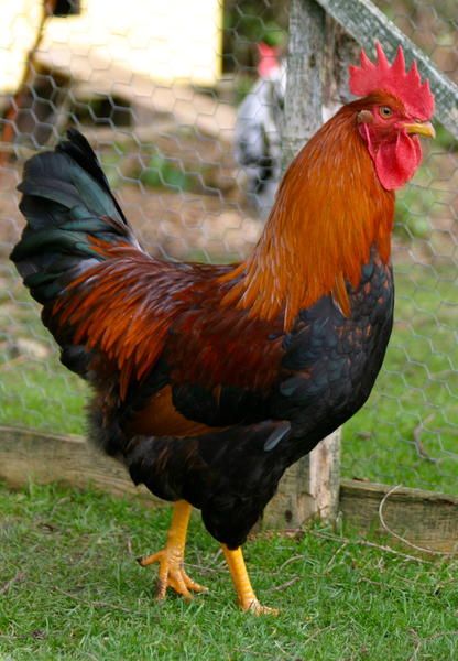 Welsummer | Chickens | Breed Information | Omlet US Best Laying Chickens, Laying Chickens Breeds, Laying Chickens, Best Egg Laying Chickens, Bird Breeds, Egg Laying Chickens, Chicken Pictures, Fancy Chickens, Rooster Painting