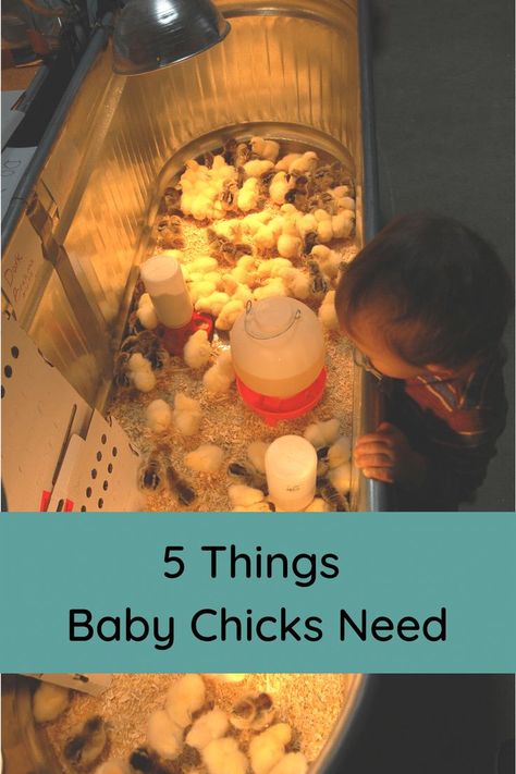 Baby Chick Housing, Diy Chick Brooder Ideas, Chicks Brooder, Raising Baby Chicks, Training Chickens, Backyard Birds Sanctuary, Baby Chicks Raising, Backyard Chicken Coop Plans, Backyard Farm