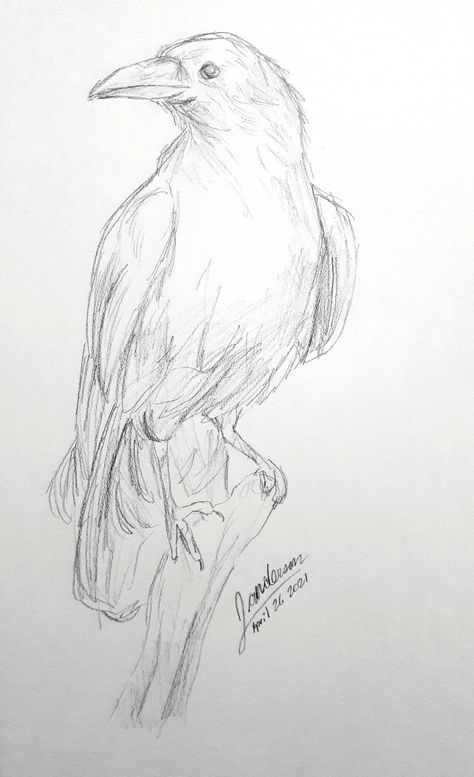 Drawings Of Birds Sketches, The Raven Drawing, Bird Drawings Sketches, Sketch Ideas Animals Easy, Raven Pencil Sketch, Raven Drawings Sketch, Sketch Of Bird, Crow Sketch Easy, Raven Sketch Simple