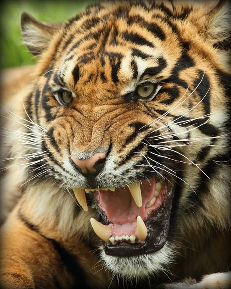 Tiger Growling Tattoo, Tiger Fotografie, Tiger Growling, Growling Tiger, Tiger Photography, Angry Tiger, Tiger Images, Tiger Drawing, Koci Humor