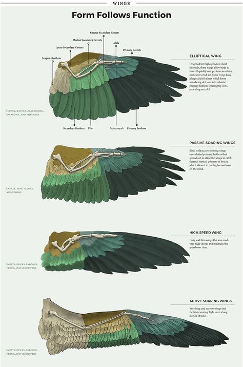 variety of hawks wing span | View topic - Wind Reaper Adopts 2.0 - [ open! ] - Chicken Smoothie Bird Legs Reference, Bird Wings Drawing, Wing Anatomy, Hawk Wings, Bird Person, Winged People, Bird People, Wings Drawing, Wings Art