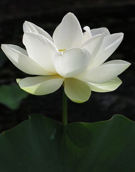 White Lotus Flower | rivadock4 | Flickr Lotus Tattoo, Lotus Flower Meaning, Lotus Flower Pictures, White Lotus Flower, Lily Lotus, Happy Birthday Wallpaper, Flower Meanings, Blossoms Art, Lotus Blossom