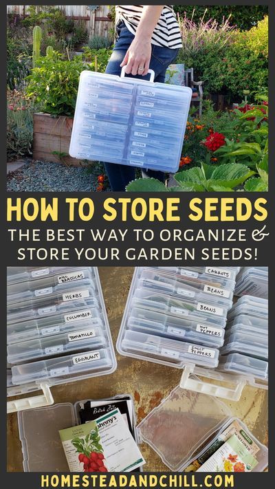 Organisation, How To Store Seeds, Organize Seeds, Tattoo Garden, Seed Storage, Homestead Gardens, Seed Saving, Veg Garden, School Garden