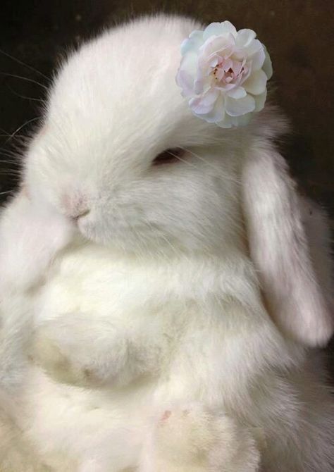 Awww how sweet! Baby Bunnies, Bunny Pet, Söt Katt, Pet Pet, Bunny Pictures, Cute Creatures, Sweet Animals, Cute Little Animals