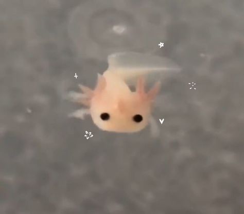 Baby axolotl cute sketch therian adorable Axolotl Pet, Baby Axolotl, Axolotl Cute, Cute Sketch, Calming Pictures, Cute Fall Wallpaper, Cute Sketches, Animal Doodles, Pretty Animals