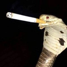 Snakes, Puff Puff, I Said