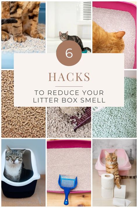 Plant Litter Box, Cat Litter Box Diy, Cat Litter Smell, Hiding Cat Litter Box, Litter Box Smell, Diy Litter Box, Hidden Litter Boxes, Best Litter Box, Cleaning Litter Box