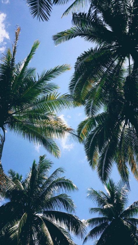 Iphone Backgrounds, Iphone Nature Wallpaper, Tree Wallpaper Iphone, 심플한 그림, Palm Trees Wallpaper, Iphone Arkaplanları, Nature Iphone Wallpaper, Wallpaper Tumblr, Tree Wallpaper