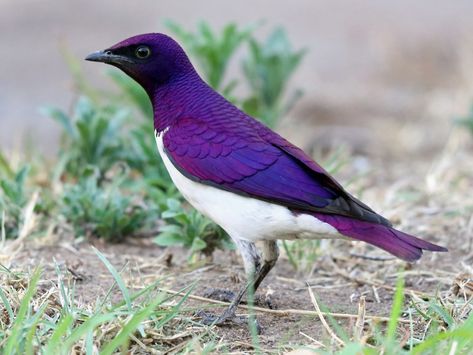 Starling, Violet Backed Starling, Tree Swallow, Tropical Africa, Purple Bird, Black Wings, Me As A Girlfriend, Yellow Eyes, All Birds