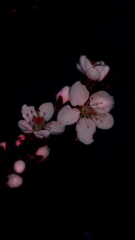 Cherry Blossom Iphone Wallpaper, Dark Cherry Blossom, Black Flowers Wallpaper, Flowers Black Background, Cherry Blossom Wallpaper, Beautiful Wallpapers For Iphone, Best Nature Wallpapers, Rain Wallpapers, Cocoppa Wallpaper